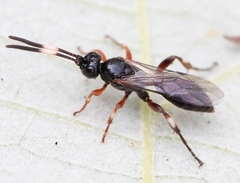 Cratichneumon culex