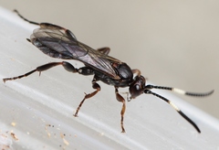 Cratichneumon rufifrons