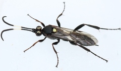 Cratichneumon sicarius