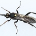 Cratichneumon sicarius - Photo (c) Marie Lou Legrand, some rights reserved (CC BY-NC), uploaded by Marie Lou Legrand