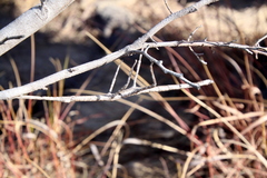 Achrioptera impennis