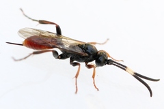 Crypteffigies lanius