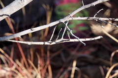 Achrioptera impennis