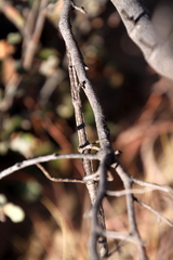 Achrioptera impennis