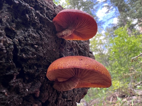 Waldo Canyon Loop