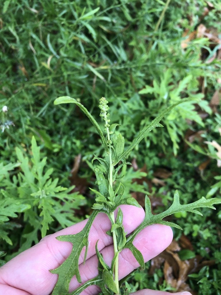western ragweed from 831 Mount Zion Rd, Midlothian, TX, US on December