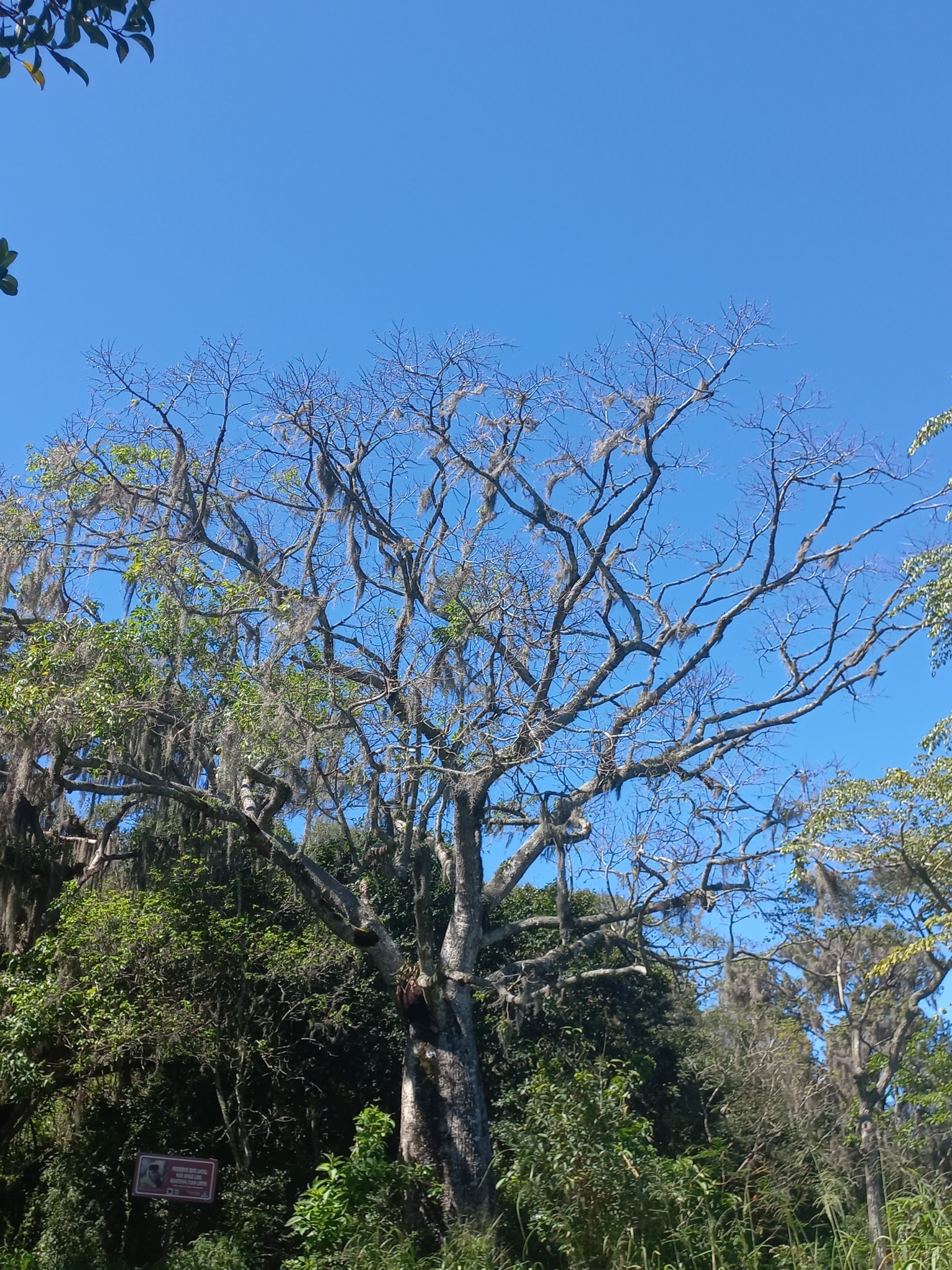 Ceiba glaziovii