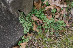 Cardamine hirsuta