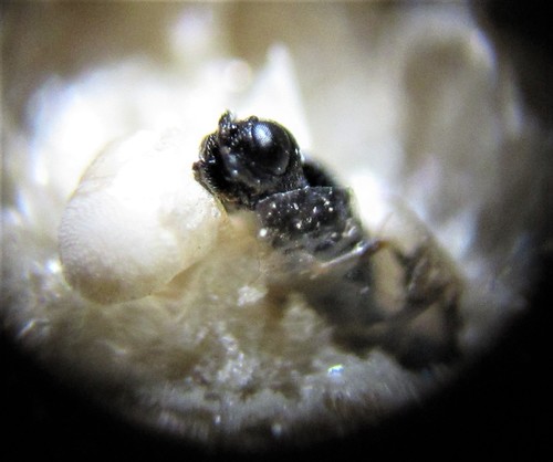 Oethecoctonus