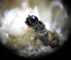 Oethecoctonus oecanthi