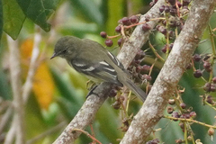 Greater Antillean Elaenia photo 2