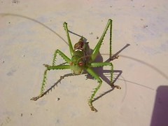 Neobarrettia spinosa