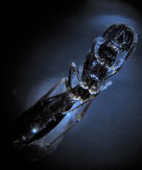 Oethecoctonus oecanthi