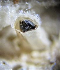 Oethecoctonus oecanthi