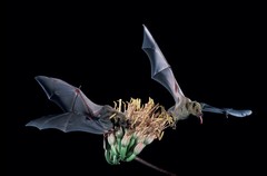 Southern Long-Nosed Bat photo 2