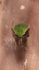 Araneus detrimentosus