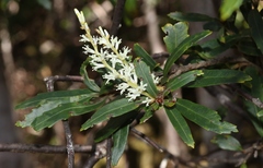 Orites diversifolius