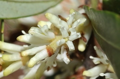 Orites diversifolius