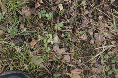 Potentilla canadensis