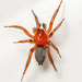 Arañas de Tierra - Photo (c) Justin Williams, algunos derechos reservados (CC BY), subido por Justin Williams