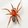 Ground Spiders - Photo (c) Justin Williams, some rights reserved (CC BY), uploaded by Justin Williams
