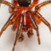 Gnaphosinae - Photo (c) Justin Williams, algunos derechos reservados (CC BY), subido por Justin Williams