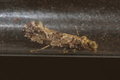 Morophaga choragella