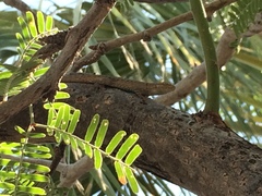 Urosaurus graciosus
