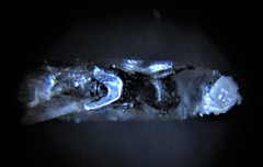 Oethecoctonus oecanthi