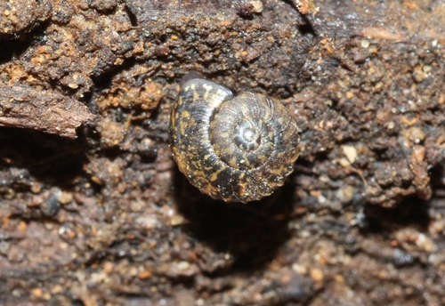 Mulathena fordei observed 2018-10-22