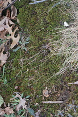 Bryopsida