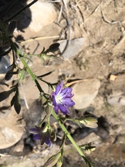 Malesherbia linearifolia