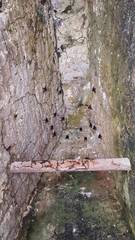 Emballonuridae