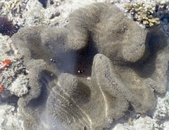 Stichodactyla