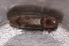Stenagostus rhombeus