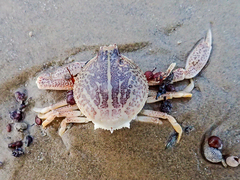 Persephona aquilonaris