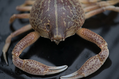 Persephona aquilonaris