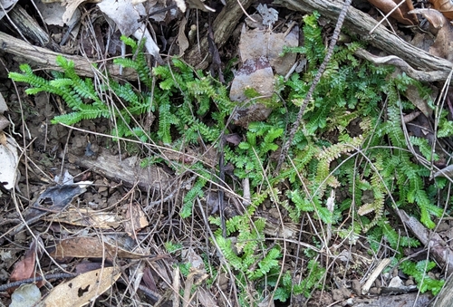 Selaginella boninensis iNat (3)