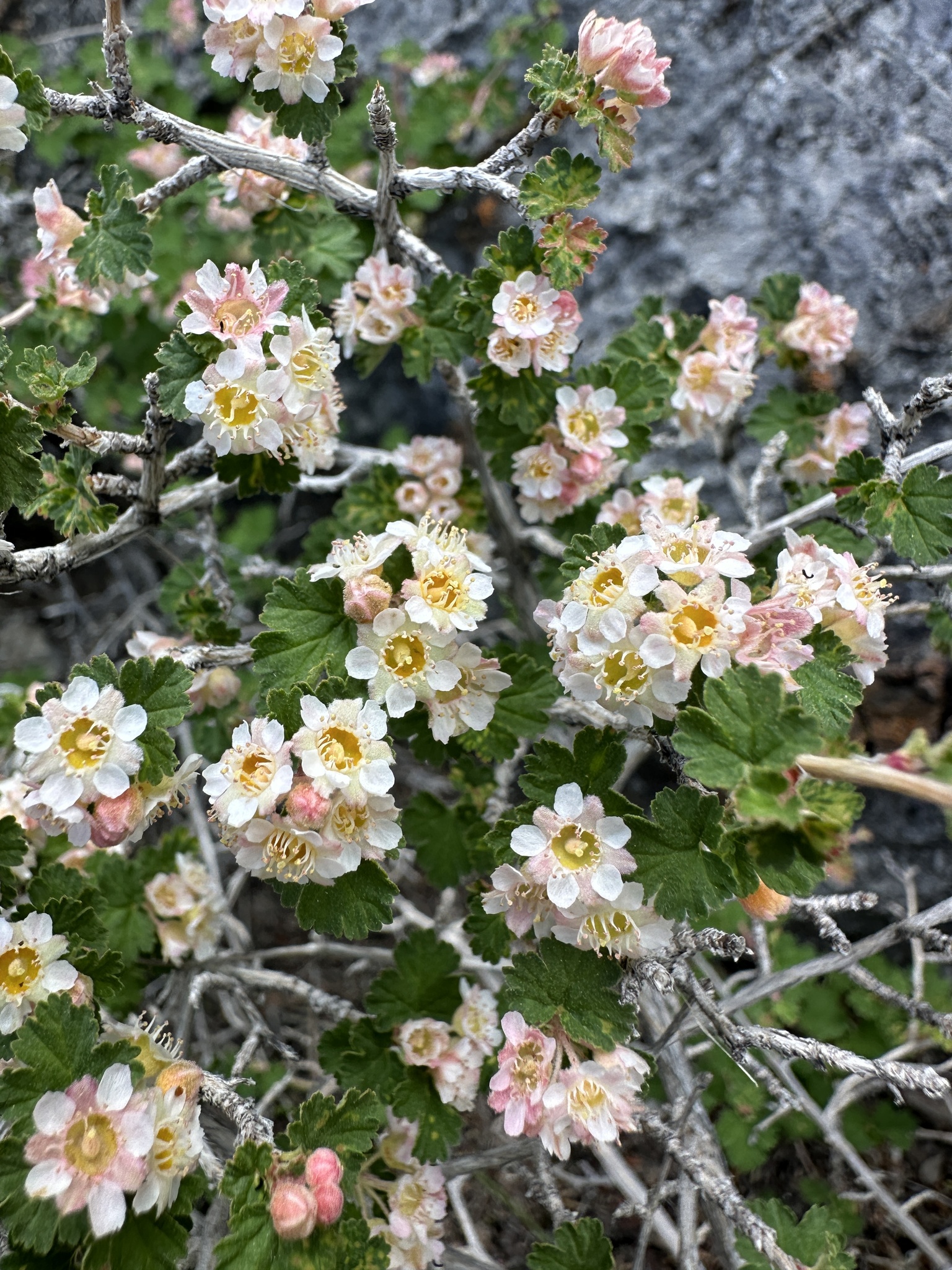 Physocarpus alternans