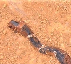 Oxyrhopus petolarius