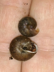 Vespericola armigera