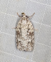 Acropolitis canana