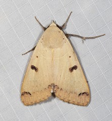 Ophiusa parcemacula