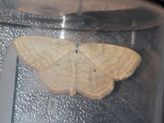 Scopula immutata