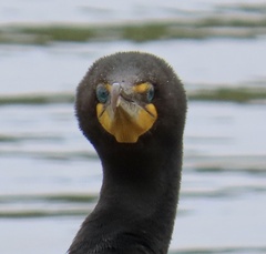 Double-crested Cormorant
