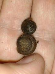 Vespericola armigera