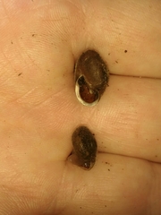 Vespericola armigera