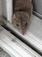 Antechinus stuartii