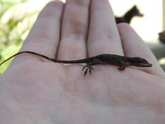 Anolis mariarum