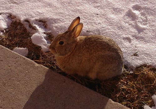 Eastern Cottontail photographed in South Dakota